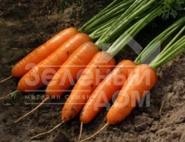 Семена моркови Канада F1 / Canada F1,135 дней купить оптом и в розницу в Украине по выгодной цене