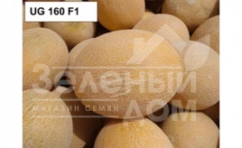 Семена дыни ЮГ 160 F1 / UG 160 F1 купить оптом и в розницу в Украине по выгодной цене
