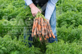 Насіння моркви Нерак F1 / Nerac F1,130 днів купити оптом і в роздріб в Україні за вигідною ціною