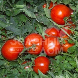 Семена томатов Анита F1 / Anita F1,110-115 дней купить оптом и в розницу в Украине по выгодной цене