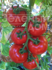 Насіння томатів Алінді 811 F1 / Alindi 811 F1,105-115 днів купити оптом і в роздріб в Україні за вигідною ціною