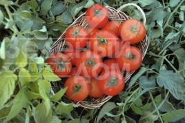 Насіння томатів Топспорт F1 / Topsport F1,70-75 днів купити оптом і в роздріб в Україні за вигідною ціною