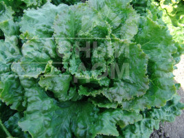 Насіння салату Геркулес / Gerkules,65-75 днів купити оптом і в роздріб в Україні за вигідною ціною