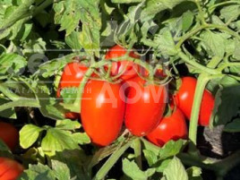 Насіння томатів Філікса F1 / Filiksa F1 купити оптом і в роздріб в Україні за вигідною ціною