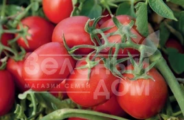 Семена томатов Н6416 F1 / N6416 F1,100-105 дней купить оптом и в розницу в Украине по выгодной цене