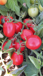 Насіння томатів Міцено F1 / Miceno F1,60-65 днів купити оптом і в роздріб в Україні за вигідною ціною