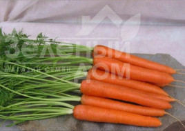 Насіння моркви Йитка F1 / Jitka F1,120-130 днів купити оптом і в роздріб в Україні за вигідною ціною