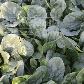 Семена шпината Самурай F1 / Samurai F1 купить оптом и в розницу в Украине по выгодной цене