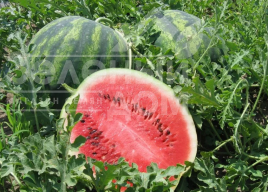 Насіння кавуна Крісбі F1 / Crisby F1,58-62 дні купити оптом і в роздріб в Україні за вигідною ціною