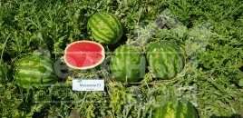 Семена арбуза Макарена F1 / Macarena (CRX 10507) F1, 60 дней купить оптом и в розницу в Украине по выгодной цене