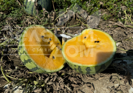 Насіння кавуна Сантіз F1 / Santiz F1, 55-60 днів купити оптом і в роздріб в Україні за вигідною ціною