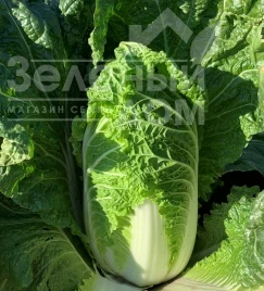 Капуста пекинская Нанна F1 (PL 6032) / Nanna F1 (PL 6032), 55-60 дней купить оптом и в розницу в Украине по выгодной цене