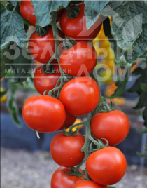 Насіння томатів Топкапі F1 / Topkapi F1,68-70 днів купити оптом і в роздріб в Україні за вигідною ціною