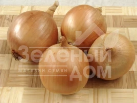 Лук репчатый Сталагмит F1 / Stalagm F1, 110-115 дней купить оптом и в розницу в Украине по выгодной цене