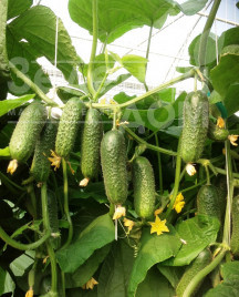 Насіння огірків Кібрія F1 / Kybria F1,38-42 дні купити оптом і в роздріб в Україні за вигідною ціною