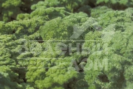 Семена петрушки Рина / Rina,90 дней купить оптом и в розницу в Украине по выгодной цене