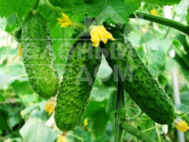 Насіння огірків Анніка F1 / Annika F1 купити оптом і в роздріб в Україні за вигідною ціною
