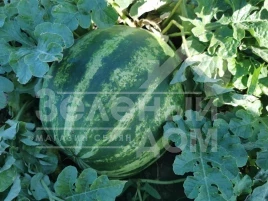 Семена арбуза АУ Продюсер / AU Producer,75 дней купить оптом и в розницу в Украине по выгодной цене