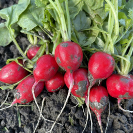 Насіння редису Цесар F1 / Cesar F1 купити оптом і в роздріб в Україні за вигідною ціною