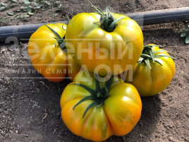 Насіння томатів Єллоу Кой F1 / Yellow Coy F1,100-110 днів купити оптом і в роздріб в Україні за вигідною ціною