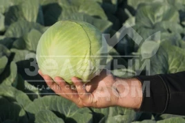 Семена капусты белокочанной Калуга F1 / Kaluga F1,130 дней купить оптом и в розницу в Украине по выгодной цене