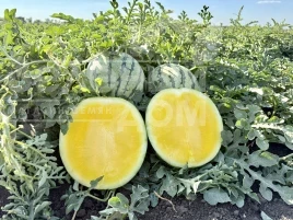 Семена арбуза Сан Еллоу F1 / San Yellow F1, 60–65 дней купить оптом и в розницу в Украине по выгодной цене