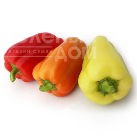 Насіння солодкого перцю Яніка F1 / Janika F1 купити оптом і в роздріб в Україні за вигідною ціною