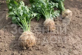 Семена сельдерея Отаго / Otago купить оптом и в розницу в Украине по выгодной цене