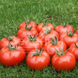 Семена томатов Мармара F1 / Marmara F1,100-110 дней купить оптом и в розницу в Украине по выгодной цене