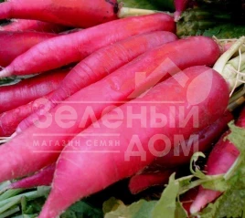 Семена редьки Астор (BN 26) / Astor (BN 26) купить оптом и в розницу в Украине по выгодной цене