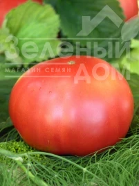 Семена томатов Малиновый гигант / Malinovyy gigant, 110 дней купить оптом и в розницу в Украине по выгодной цене