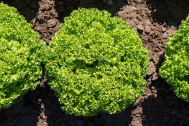 Насіння салату Бріетта / Brietta купити оптом і в роздріб в Україні за вигідною ціною