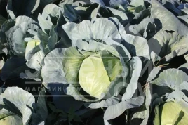 Семена капусты белокочанной Сапфир F1 NWB / Sapfir F1 NWB,110 дней купить оптом и в розницу в Украине по выгодной цене