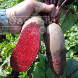 Насіння буряка Каркулка / Karkulka,120-130 днів купити оптом і в роздріб в Україні за вигідною ціною
