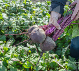 Насіння буряка Беттолло F1 / Bettollo F1,115 днів купити оптом і в роздріб в Україні за вигідною ціною