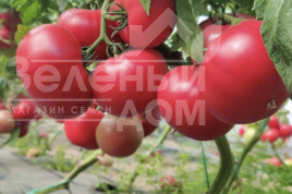 Томат Манарола F1 / Manarola F1  купити оптом і в роздріб в Україні за вигідною ціною