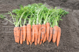 Насіння моркви Віта Лонга / Vita Longa,160 днів купити оптом і в роздріб в Україні за вигідною ціною