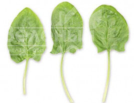 Насіння шпинату Гну F1 / Gnu F1 купити оптом і в роздріб в Україні за вигідною ціною