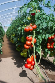 Семена томатов Уманья F1 / Umagna F1 купить оптом и в розницу в Украине по выгодной цене