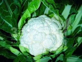 Семена капусты цветной Фридом F1 / Freedom F1,70 - 75 дней купить оптом и в розницу в Украине по выгодной цене