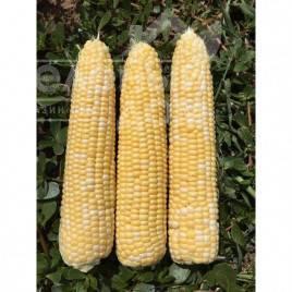 Насіння кукурудзи Камберленд F1 / Cumberland F1,76-77 днів купити оптом і в роздріб в Україні за вигідною ціною
