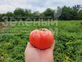 Семена томатов Пинк Сейф F1 / Pink Seyf F1, 95 дней купить оптом и в розницу в Украине по выгодной цене