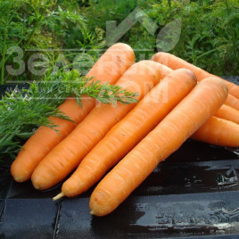Насіння моркви Маестро F1 / Maestro F1,120-130 днів купити оптом і в роздріб в Україні за вигідною ціною