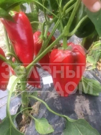 Семена сладкого перца Слон F1 / Elephant F1,60 дней купить оптом и в розницу в Украине по выгодной цене