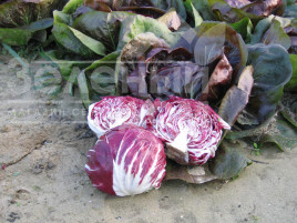 Насіння салату ІндІго / Indigo,68 днів купити оптом і в роздріб в Україні за вигідною ціною