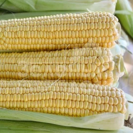Семена кукурузы Страйк F1 (1525 F1) / Strayk F1 (1525 F1),72 дня купить оптом и в розницу в Украине по выгодной цене
