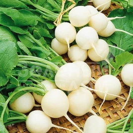 Семена редиса Витни / Vitni купить оптом и в розницу в Украине по выгодной цене