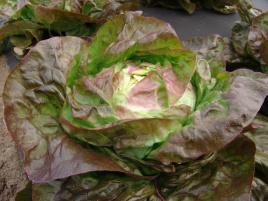 Насіння салату Сагім / Sagim купити оптом і в роздріб в Україні за вигідною ціною