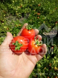 Семена томатов Кентавр F1 / Centaur F1, 95-100 дней купить оптом и в розницу в Украине по выгодной цене