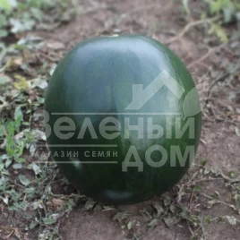 Семена арбуза КС 160 F1 / KS 160 F1,65-70 дней купить оптом и в розницу в Украине по выгодной цене